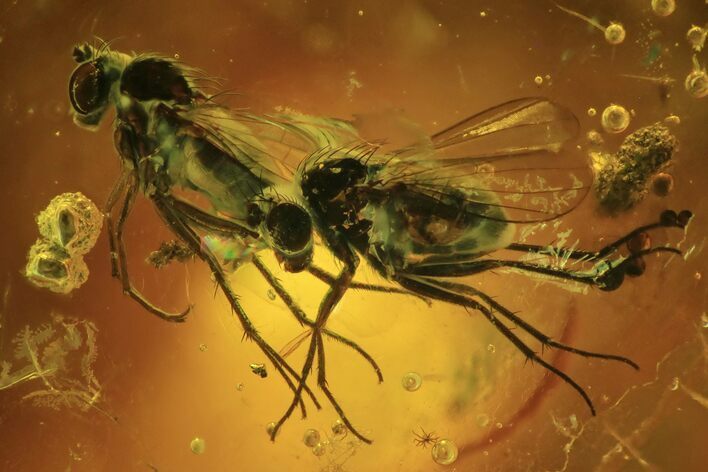 Three Detailed Fossil Flies (Diptera) In Baltic Amber #87244